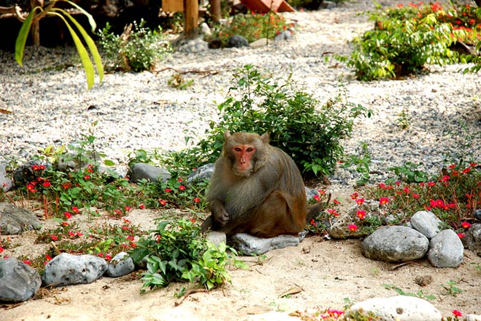 Tham quan đảo Khỉ để cảm nhận cuộc sống với thiên nhiên
