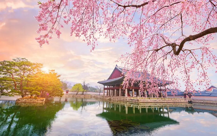 Cung điện Seoul là địa điểm không thể thiếu nếu du khách muốn chiêm ngưỡng vẻ đẹp của hoa anh đào