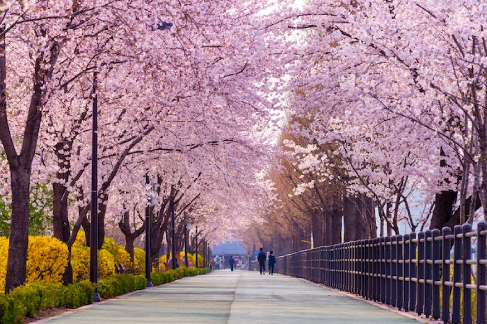 Mùa hoa anh đào nở tại Hàn Quốc thu hút rất nhiều du khách cả trong và ngoài nước